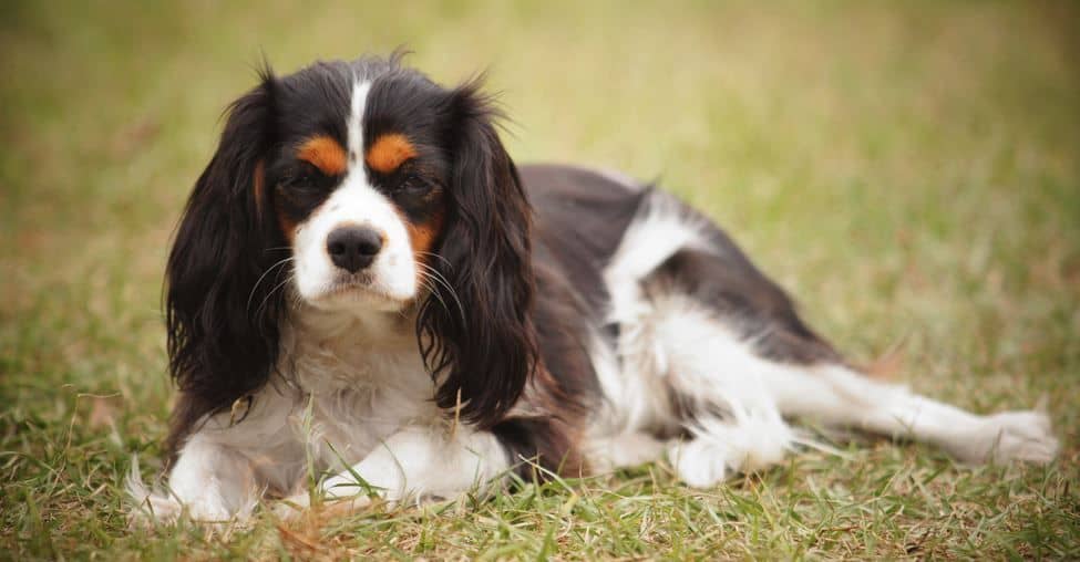 cavalier
