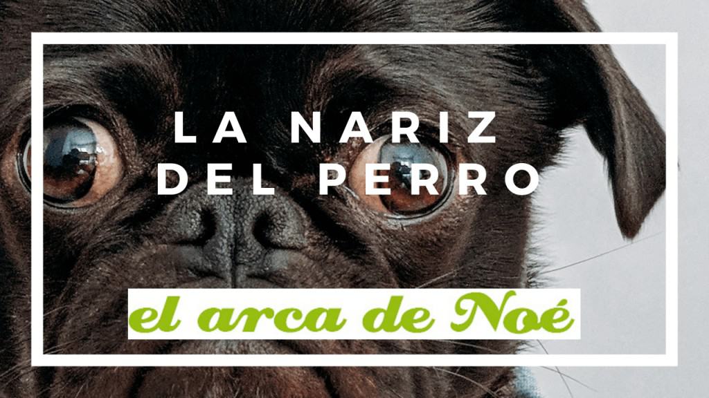 ¿Qué podemos saber de nuestro perro gracias a su nariz? 1 información de la nariz del perro