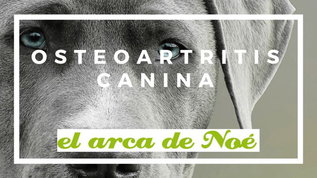 Osteoartritis canina 1 osteoartritis canina