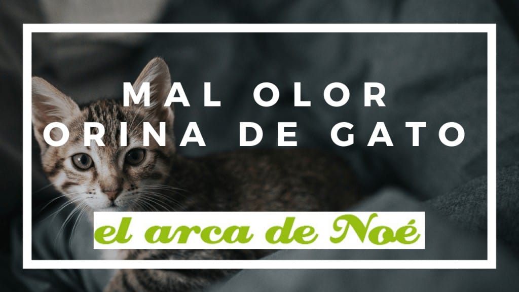 ¿Por qué huele mal la orina de los gatos? 1 olor orina gatos