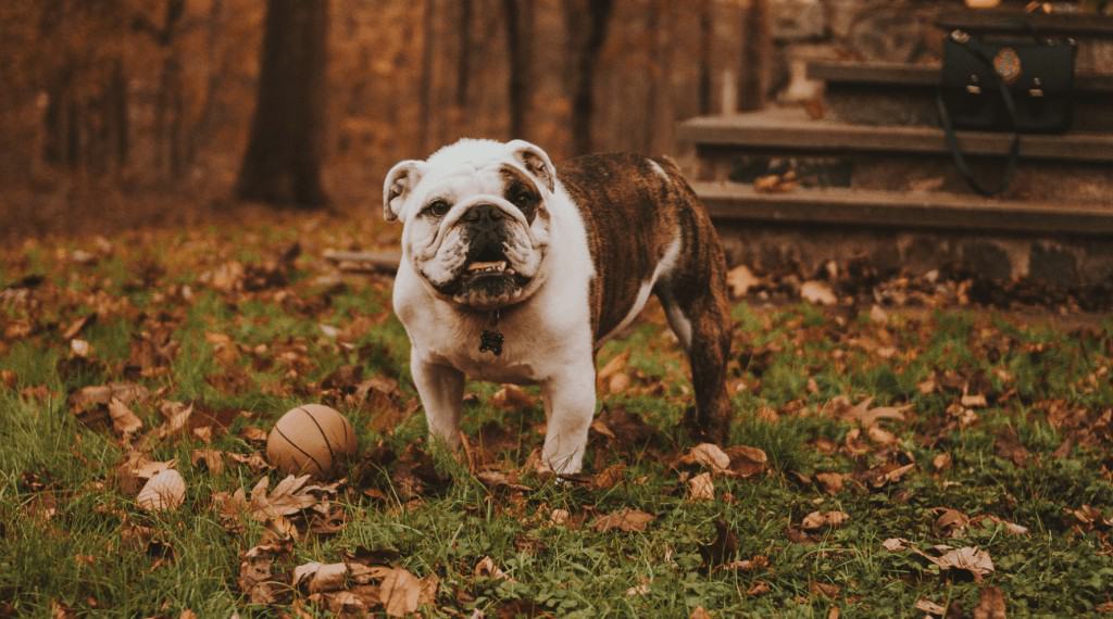 bulldog