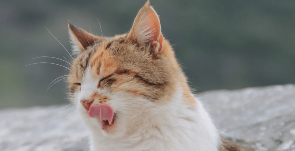 curiosidades gatos