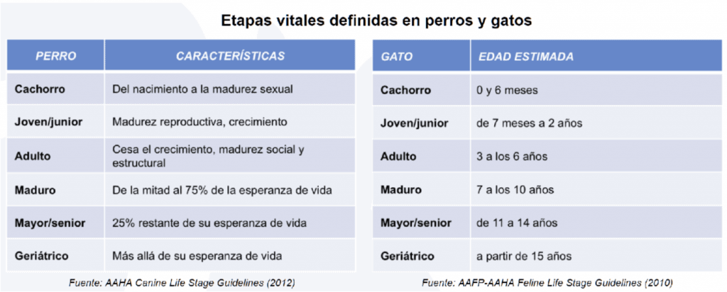 ¿Sabes en qué etapa de vida está tu amigo favorito? 2 etapas vitales perros y gatos