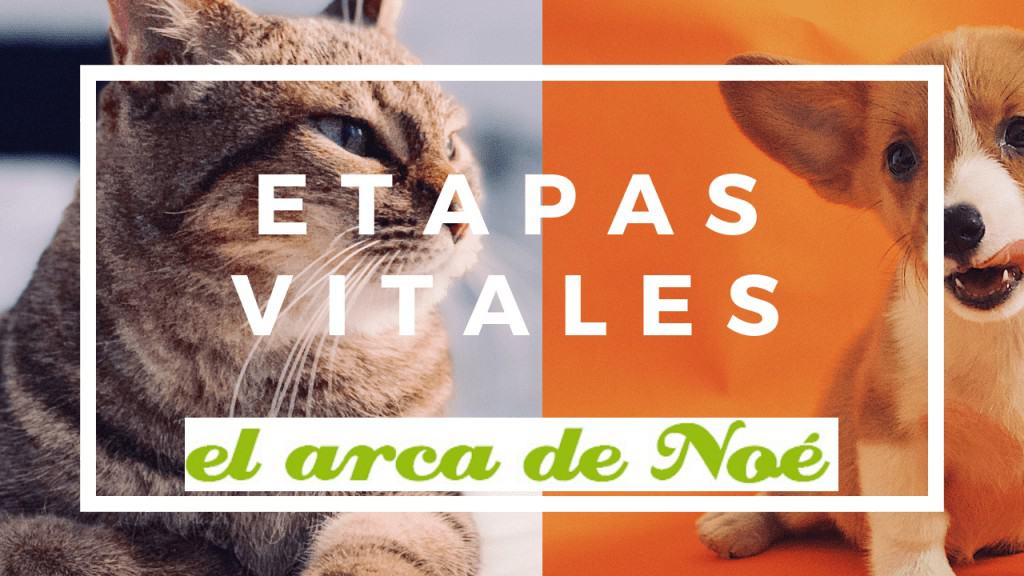 ¿Sabes en qué etapa de vida está tu amigo favorito? 1 etapas vitales