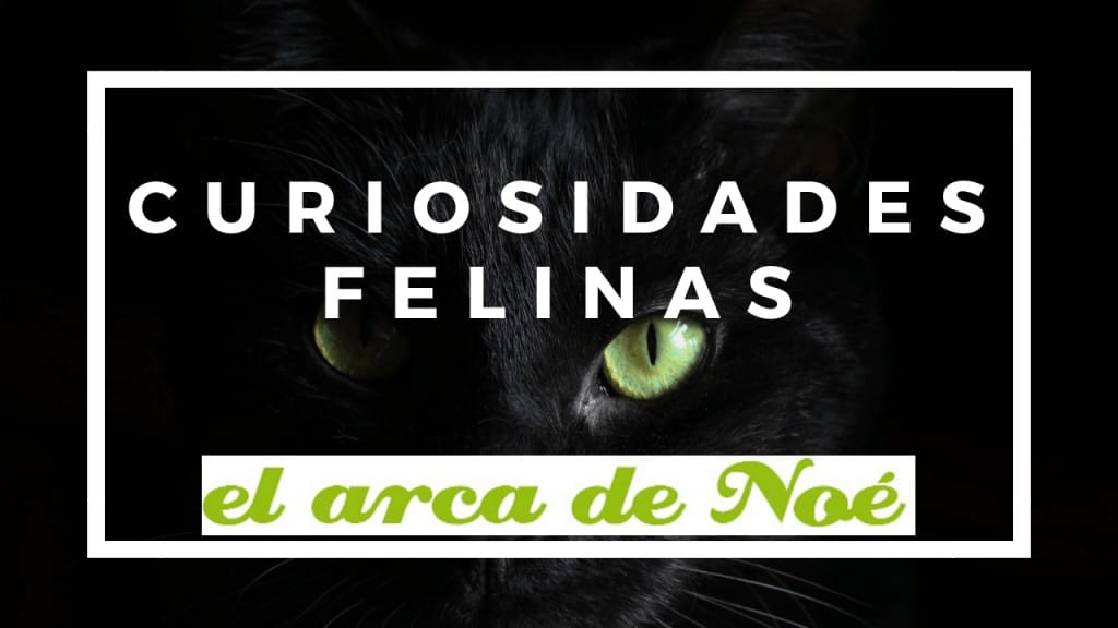 curiosidades de los gatos