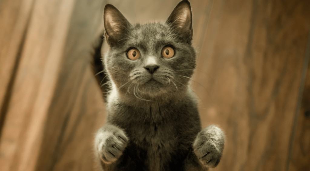 ¿Por qué huelen mal algunos gatos? 2 gato veterinaria valladolid