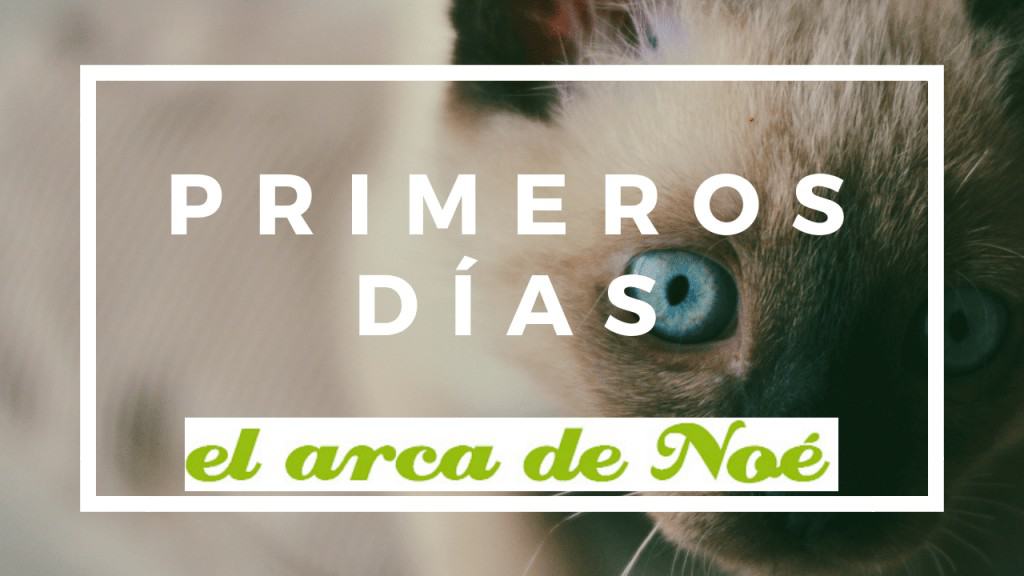 Qué hacer cuando llega un gato a casa 1 cuidados del gato