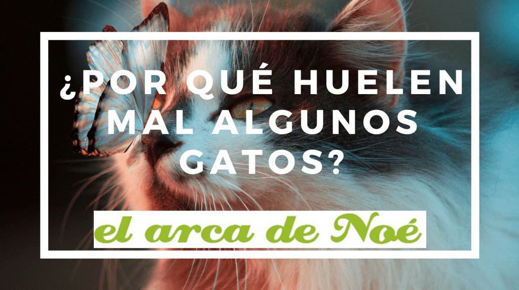 ¿Por qué huelen mal algunos gatos? 1 mal olor gatos