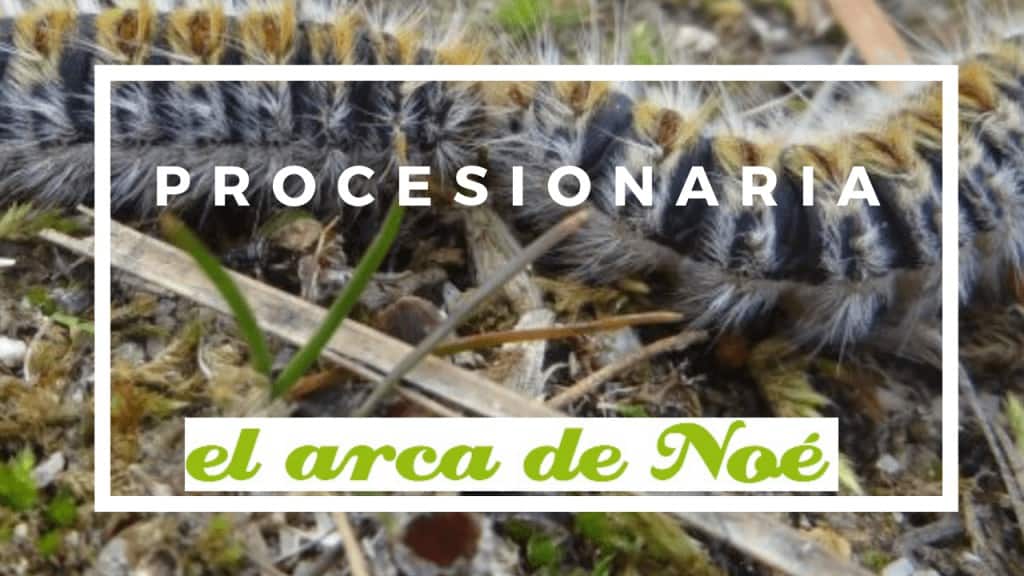 veterinaria procesionaria