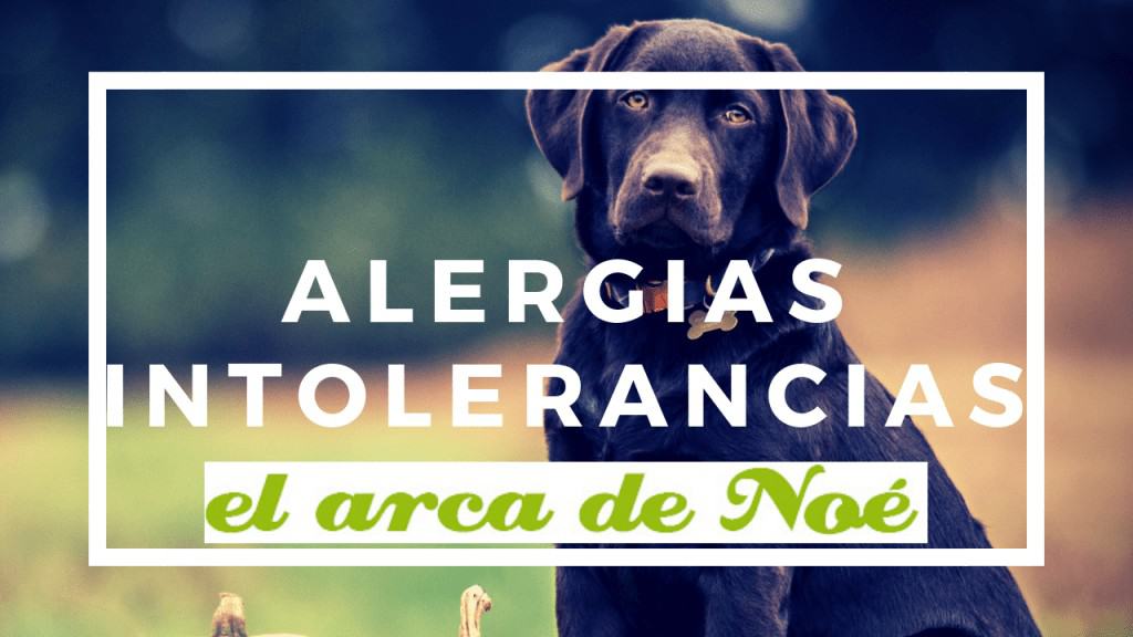 alergias e intolerancias