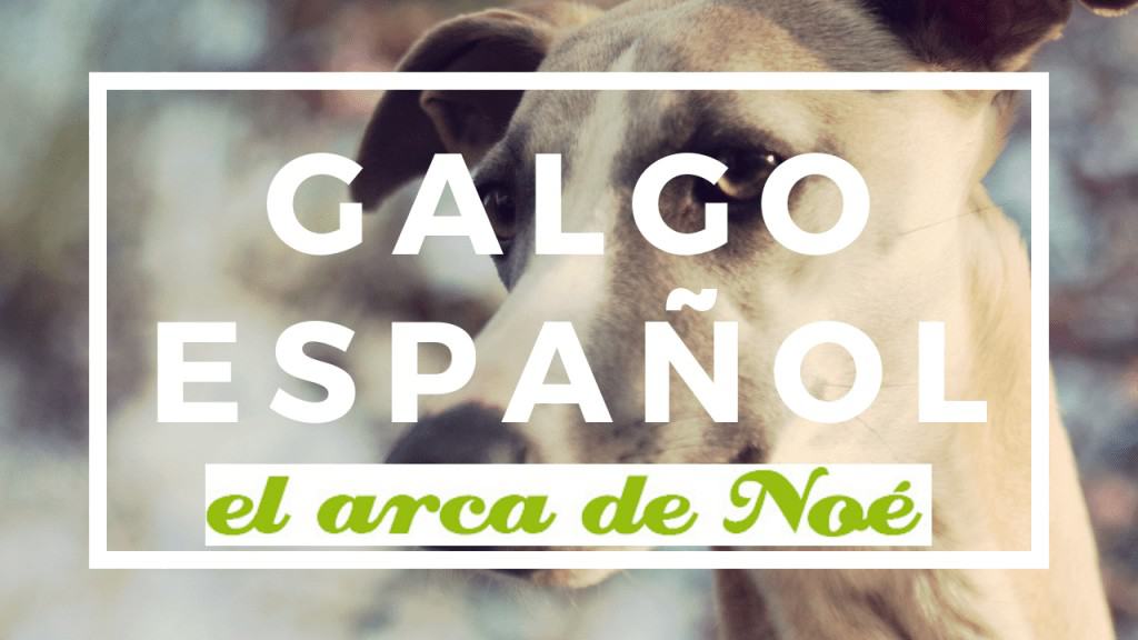 galgo español