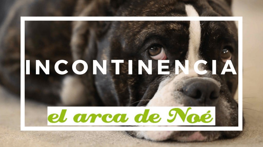 incontinencia urinaria