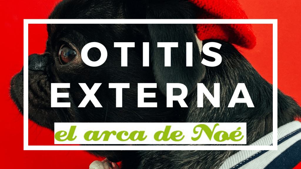 otitis externa