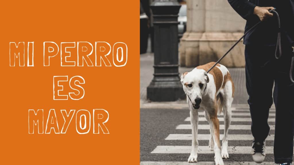 Cuidados de perros mayores 1 perros mayores