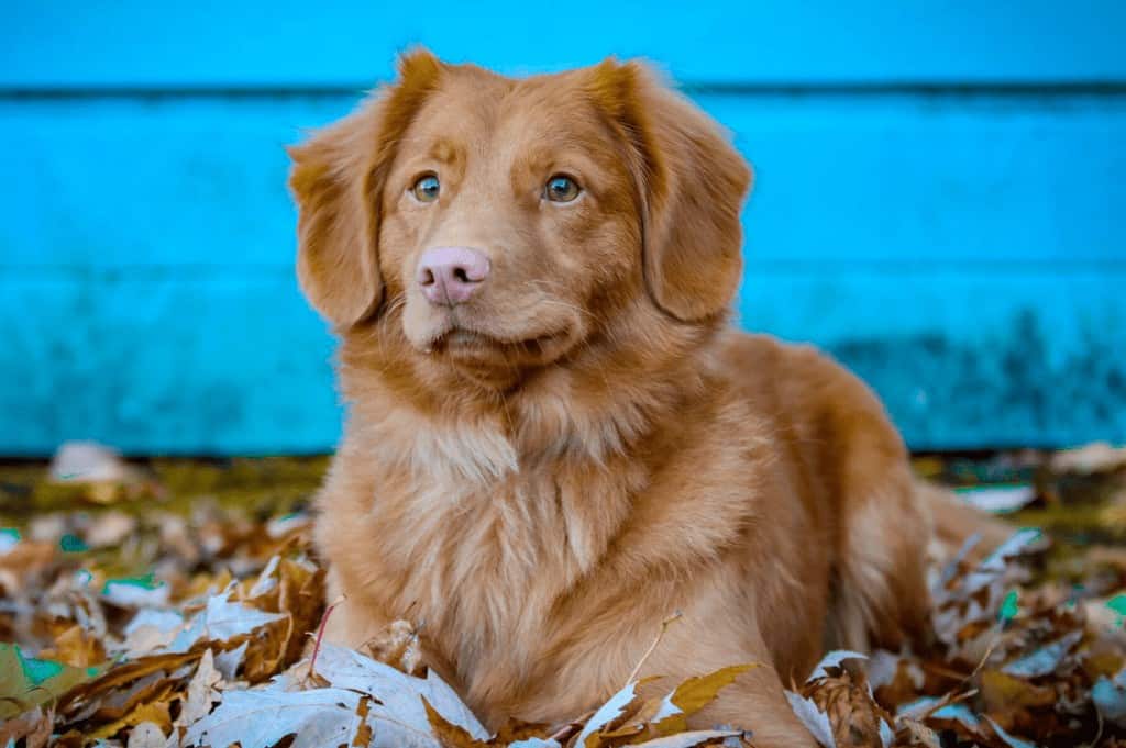perro para veterinario