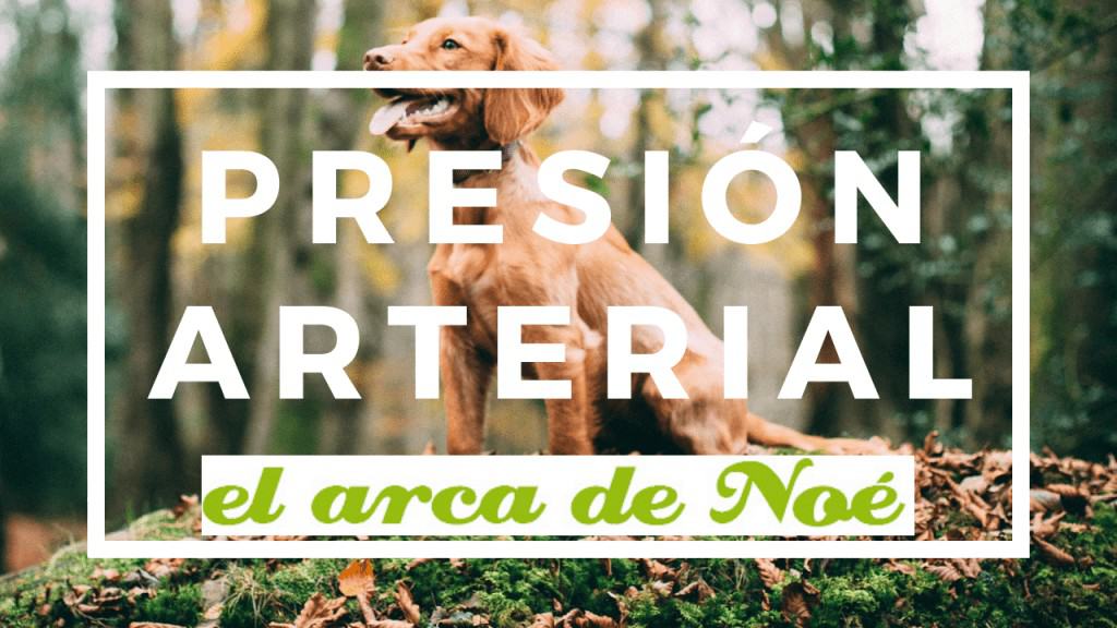 presion arterial