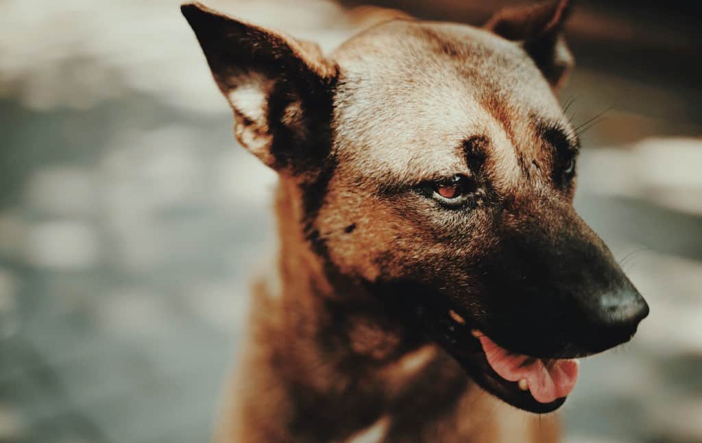 perro veterinario alimentacion