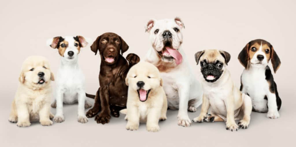 cachorros