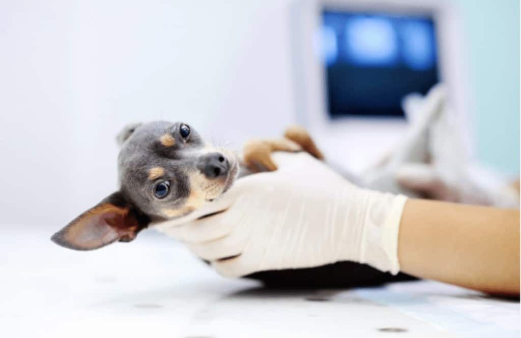 Urgencias veterinario Valladolid 1 perrito