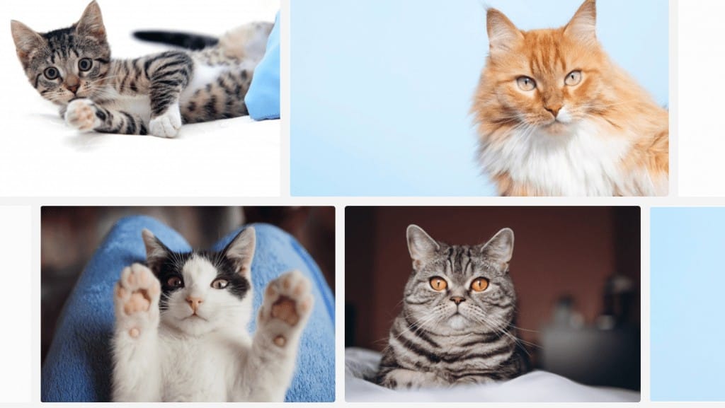 gatos
