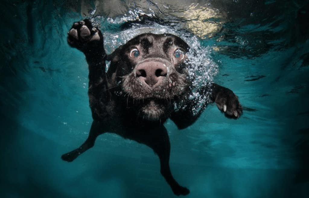 Hidratación de tu perro 1 hidratacion perro