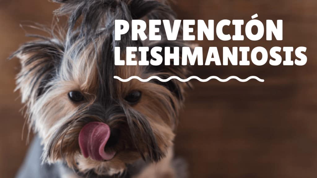 prevención leishmania leishmaniosis