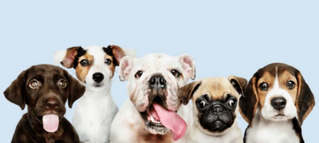perros