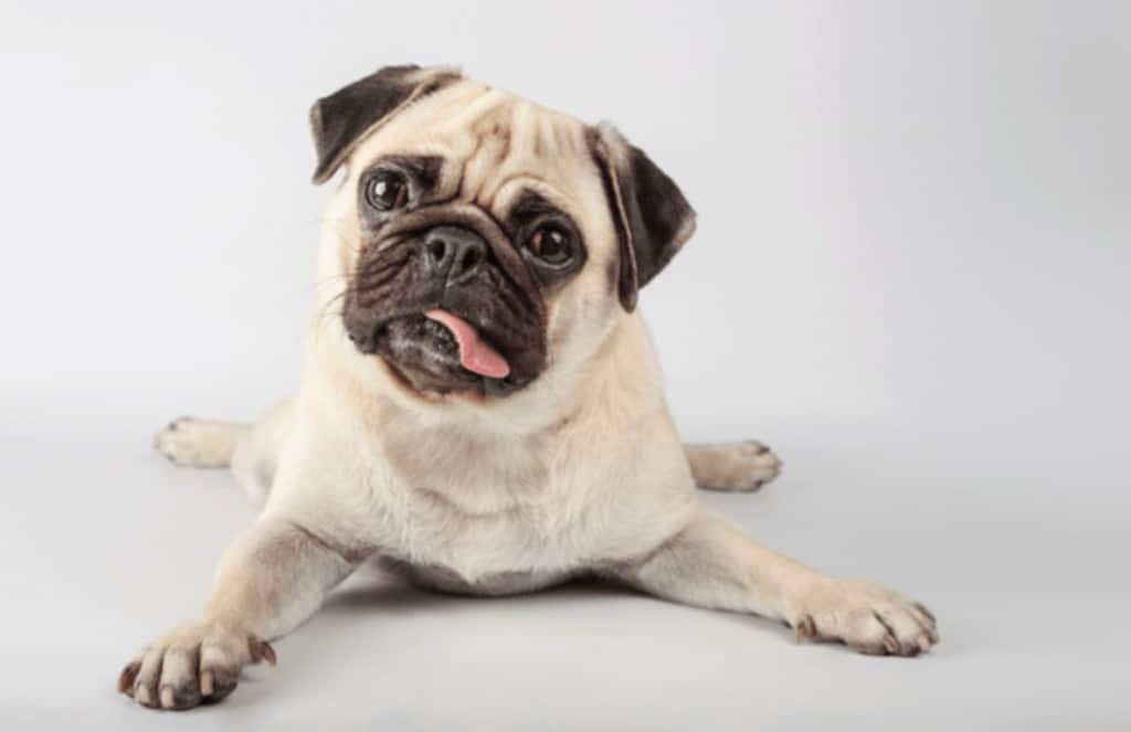 Enfermedades cardiacas en perros 1 perro