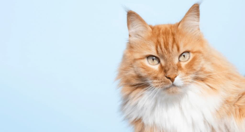 gato