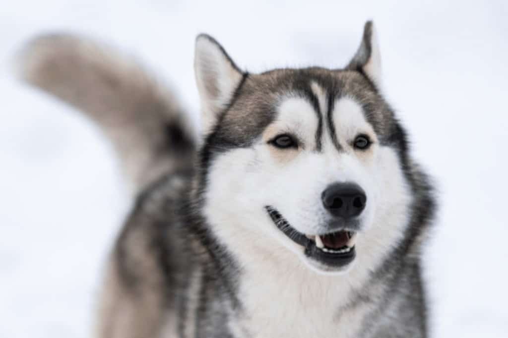Otitis e higiene de los oídos en perros y gatos 1 perro