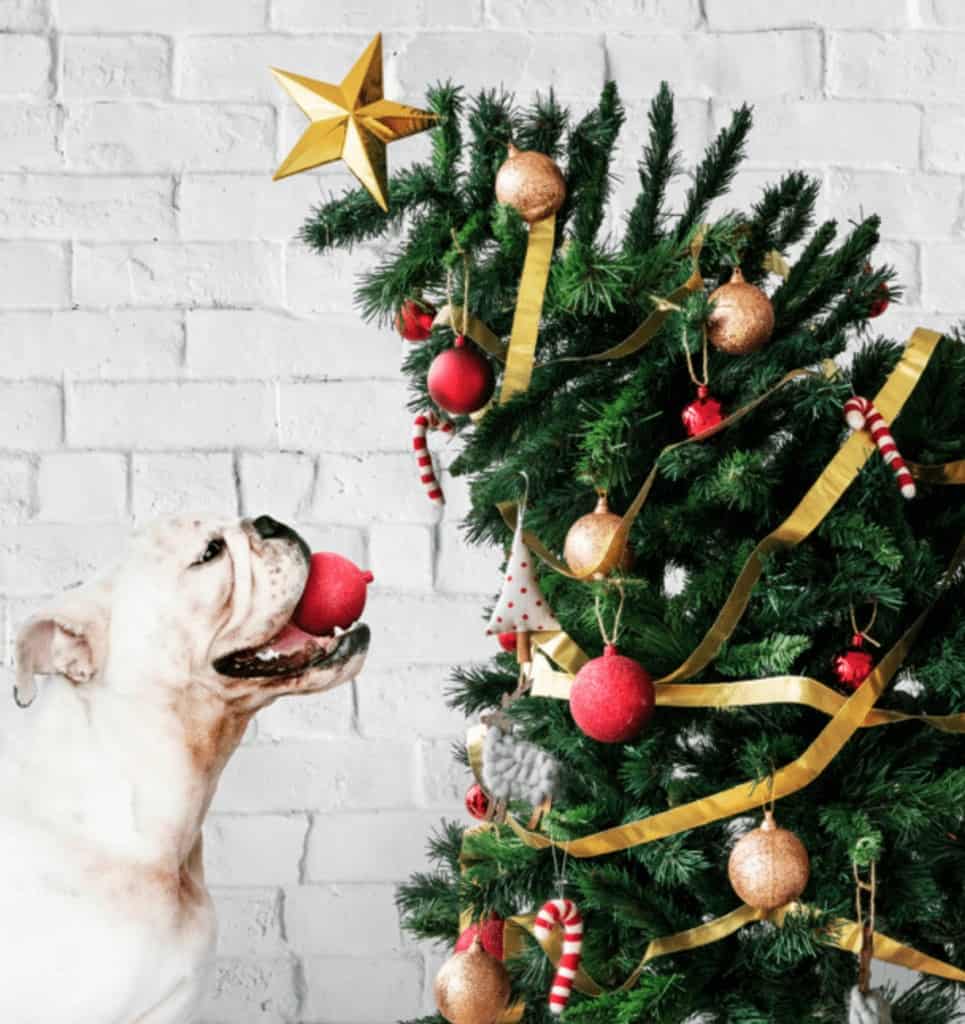 Intoxicaciones navideñas 1 perro navidad