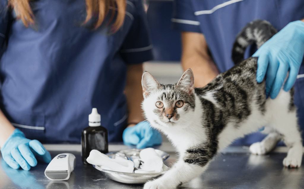 La importancia del servicio de urgencias veterinarias 1 gato en la clínica