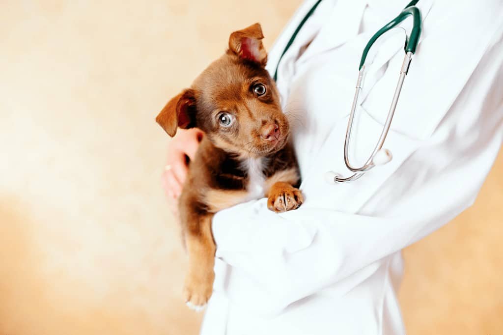 perro en clinica