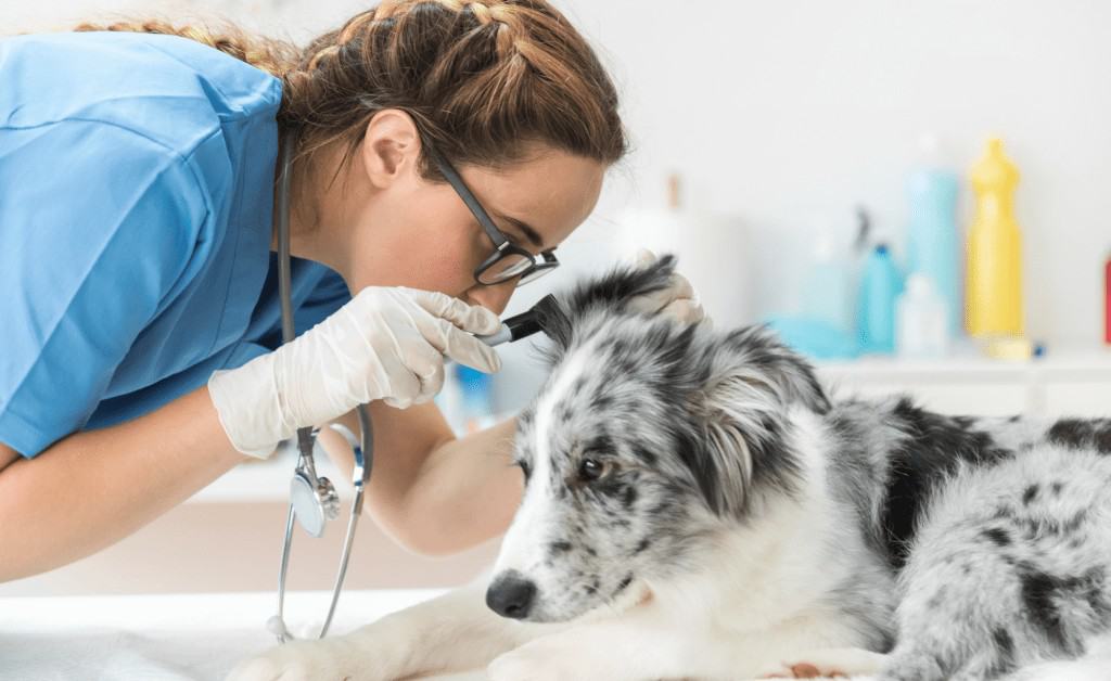 Otitis canina 1 otologia veterinaria