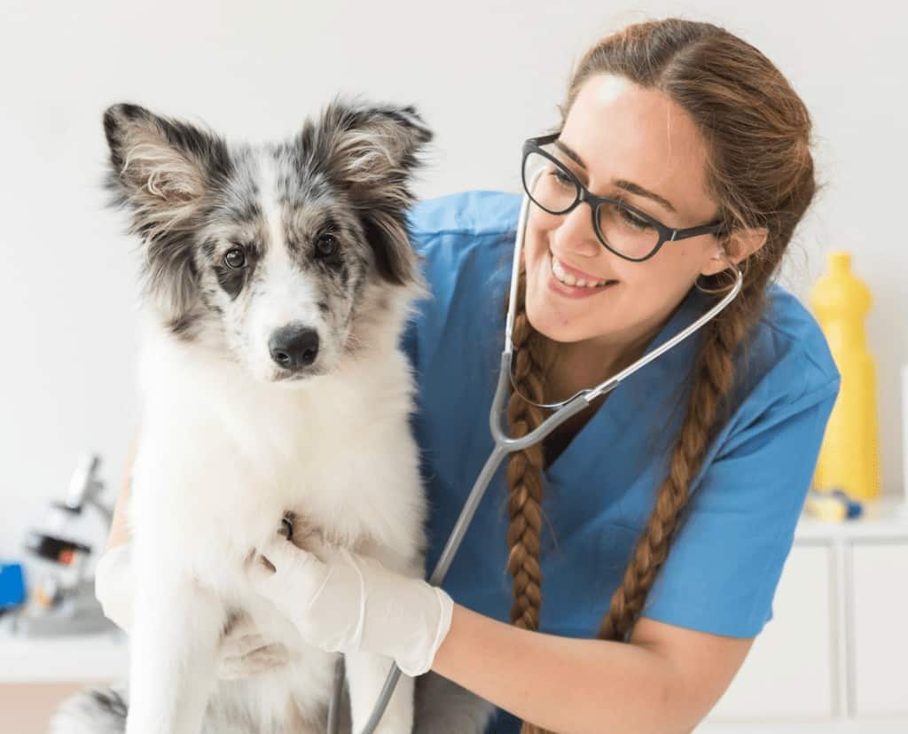 veterinaria