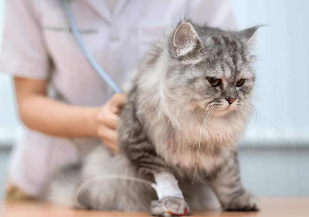 Cuándo acudir al servicio de urgencias veterinarias 1 veterinario 19.12.36