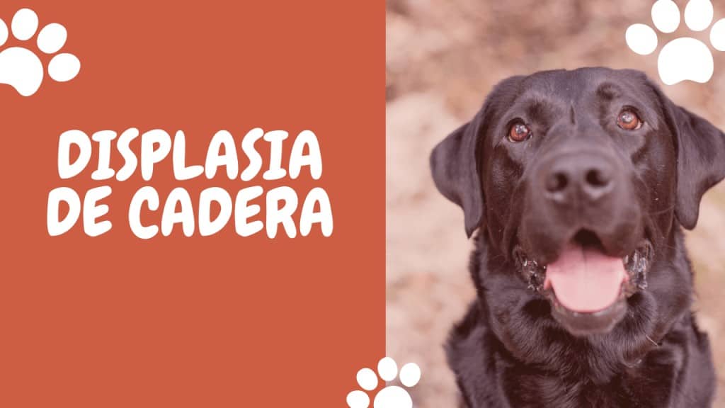 Perro labrador