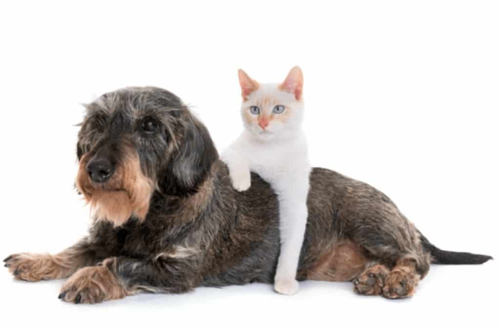 Cuarentena sin estrés 2 Perro y gato
