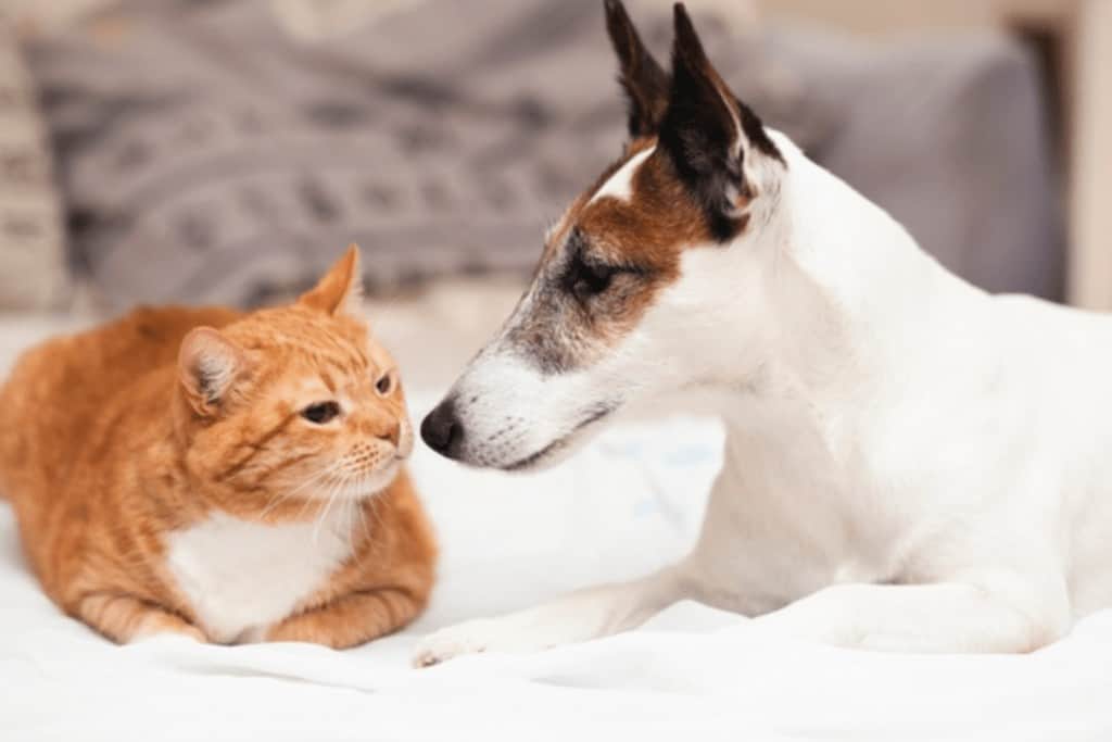 Cuarentena sin estrés 4 perros gatos