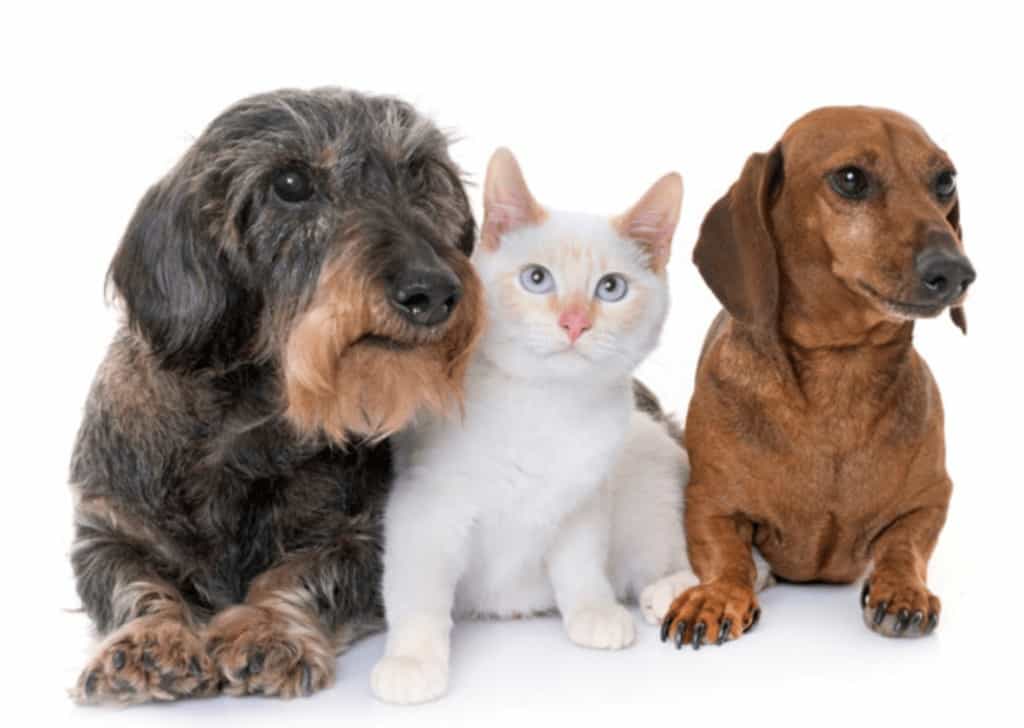 Cuarentena sin estrés 3 perros gatos casa
