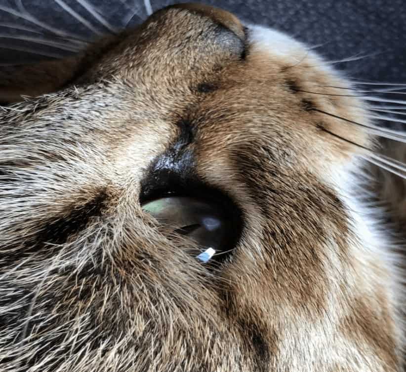 Las úlceras corneales en el gato 2 Úlcera corneal gato