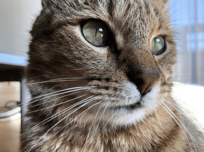 Las úlceras corneales en el gato 3 Úlcera corneal gato