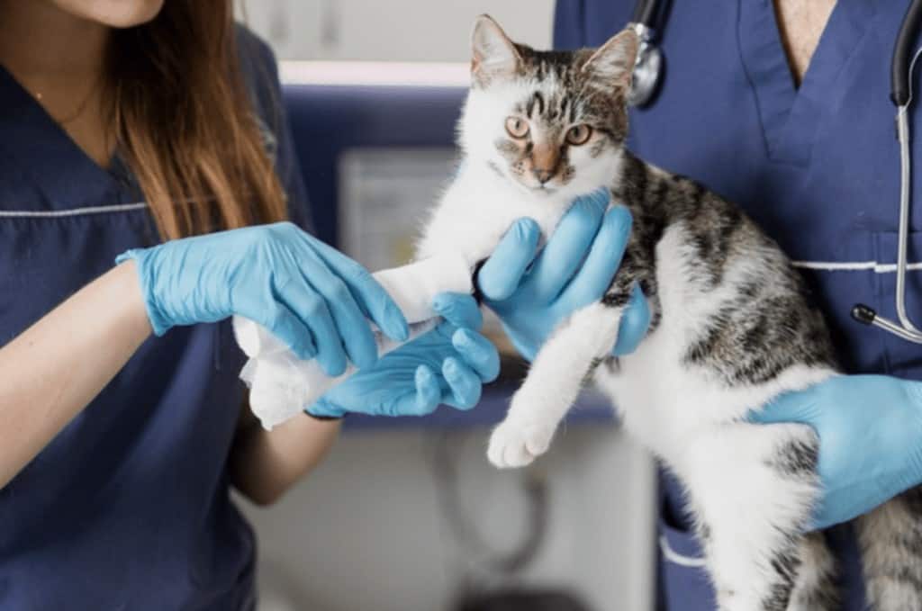 Veterinaria gato