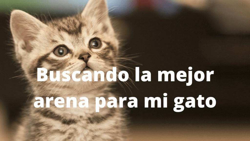 Elegir la mejor arena para gatos 1 arena para gatos
