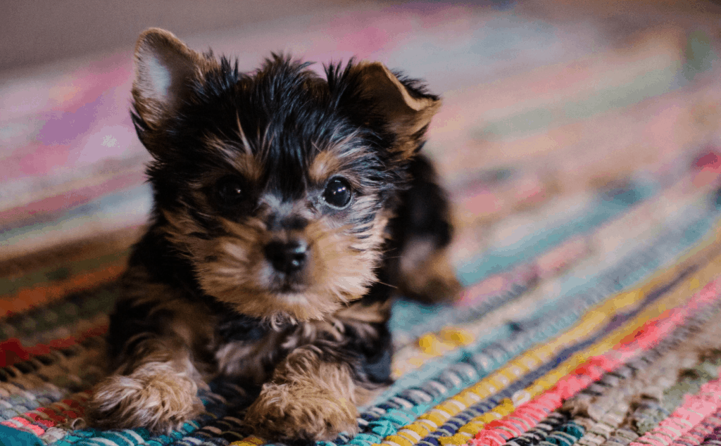cachorro perro