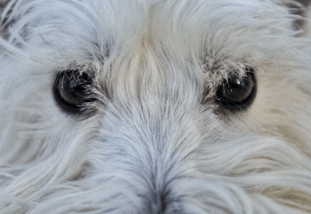 west-highland-terrier
