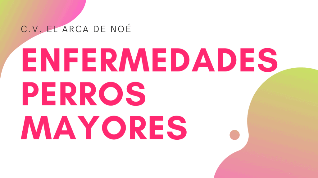 enfermedades perros mayores