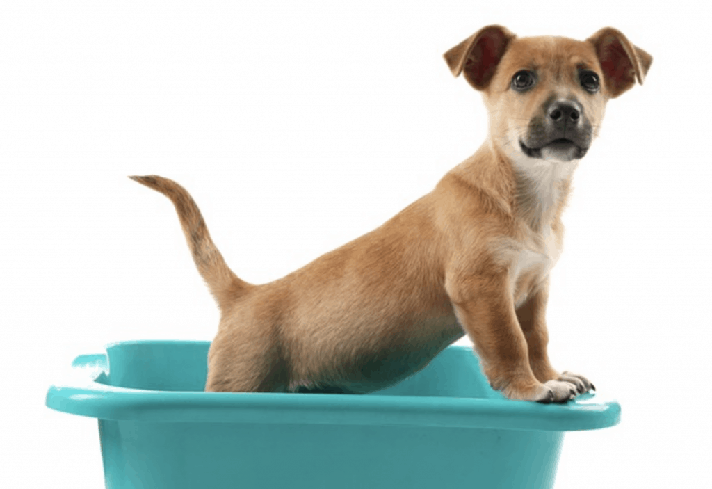 diarreas cachorros 1