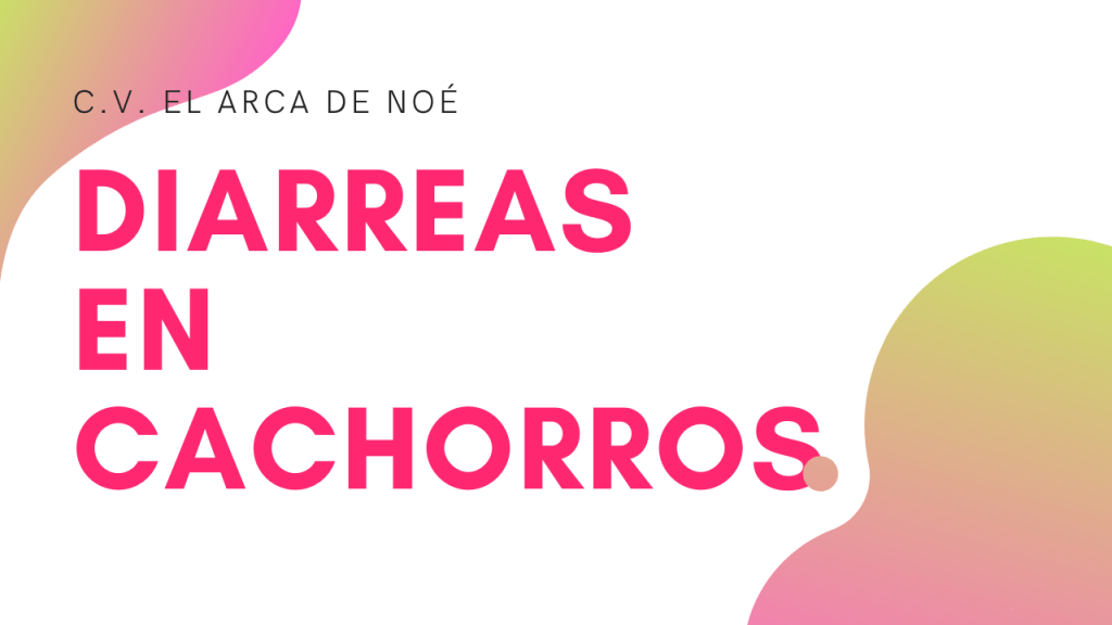 Diarreas en cachorros