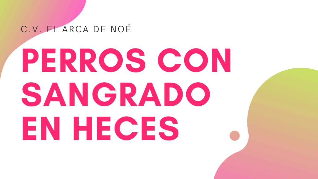 Perros con sangre en la caca